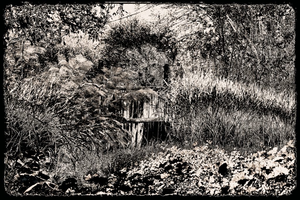Riot of reeds and grasses surround old, sagging fence in low Kenwood backyard.