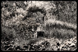 Black and white photograph of my back fence with deep textural details